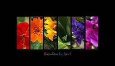 Rainbow 4