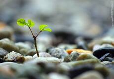 new born