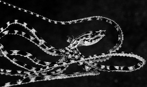 Anilao. B/W. Mimik.
