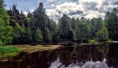 Лес у озера