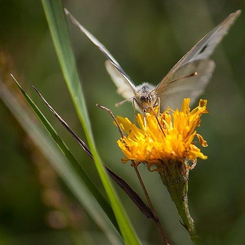 Превью фотографии фотографа Наталья Кузнецова (Nateletro)
