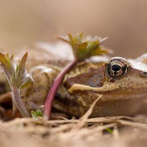 Превью фотографии фотографа Алексей Лобанов