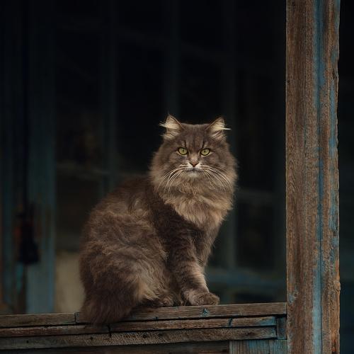 Превью фотографии фотографа Вьюшкин Игорь