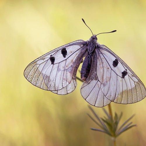 Превью фотографии фотографа Леонид