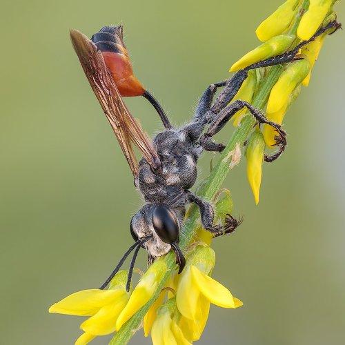 Превью фотографии фотографа Вадим Ходаковский