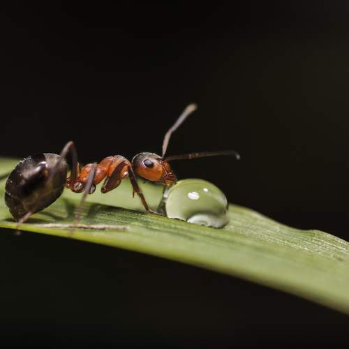 Превью фотографии фотографа Максим Вышарь