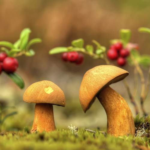 Превью фотографии фотографа  НиКоЛаЙ