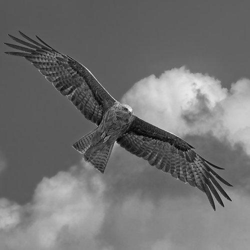 Превью фотографии фотографа Yuri Gomelsky