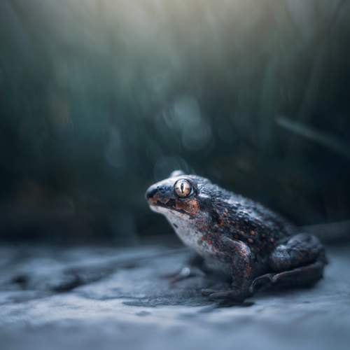 Превью фотографии фотографа Lapshina Vladlena