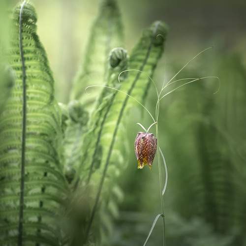 Превью фотографии фотографа Шинкарева Елена