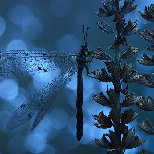 Превью фотографии фотографа Алёна Шевцова