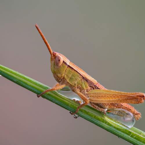 Превью фотографии фотографа Сергей Брагин