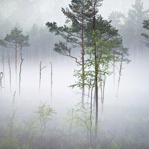 Превью фотографии фотографа Rimantas Bikulcius