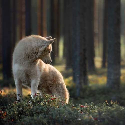 Превью фотографии фотографа Natalia Ricci