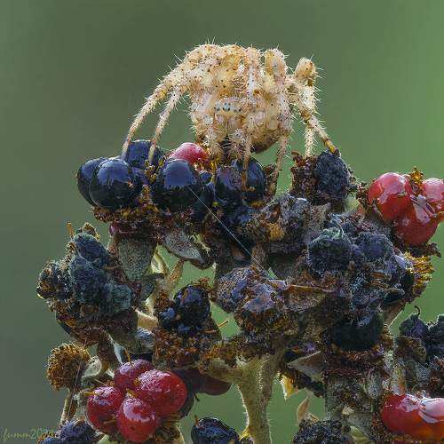 Превью фотографии фотографа Игорь ФУММ