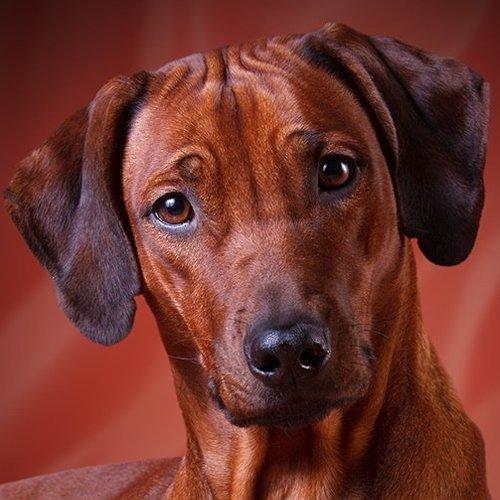 Превью фотографии фотографа KI-FA.ru