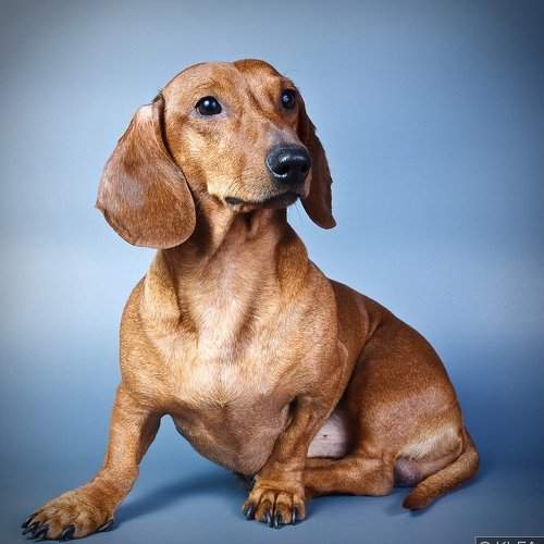 Превью фотографии фотографа KI-FA.ru