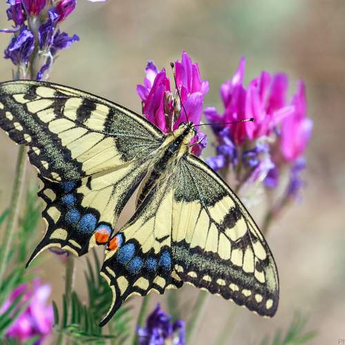 Превью фотографии фотографа Сарапулов Игорь