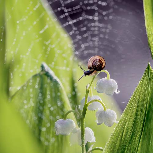Превью фотографии фотографа Ершова Юлия
