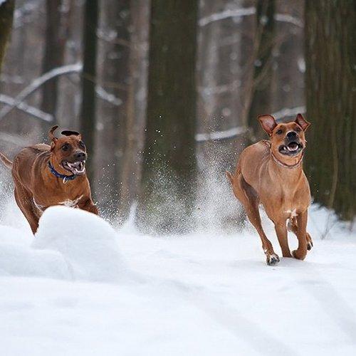 Превью фотографии фотографа KI-FA.ru