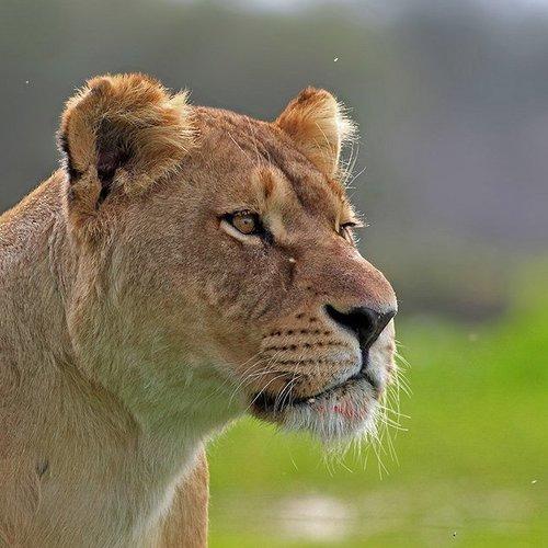 Превью фотографии фотографа Yuri Gomelsky