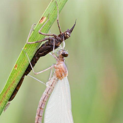 Превью фотографии фотографа Андрей Канышев
