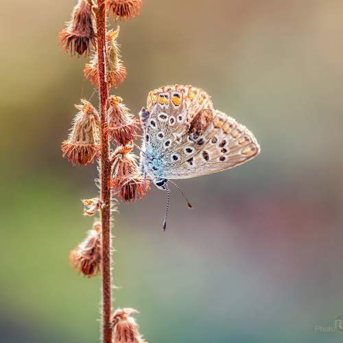 Превью фотографии фотографа Сарапулов Игорь