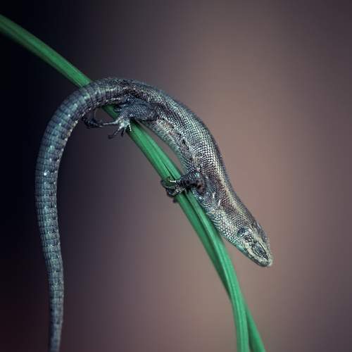 Превью фотографии фотографа Анастасия Думинская