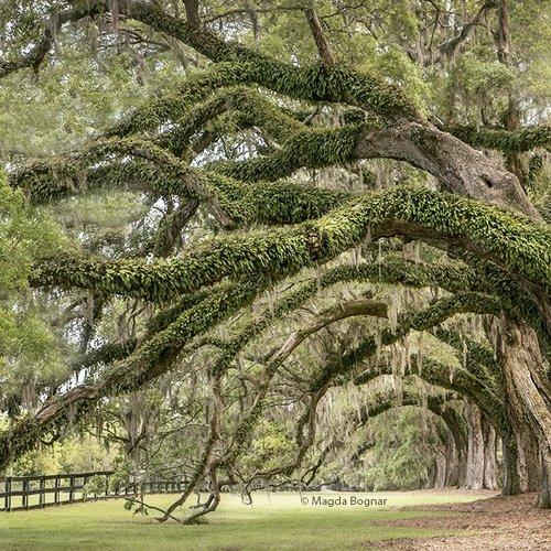 Превью фотографии фотографа Magda Bognar