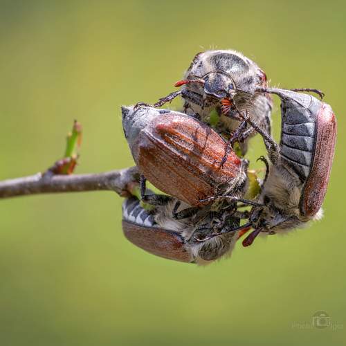 Превью фотографии фотографа Сарапулов Игорь