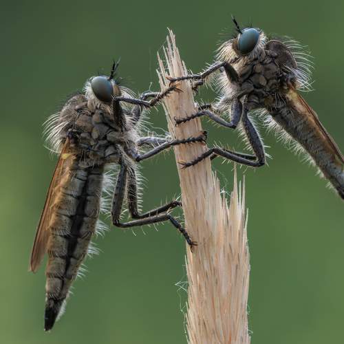 Превью фотографии фотографа Зайцев Роман