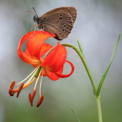 Превью фотографии фотографа Сергей Брагин
