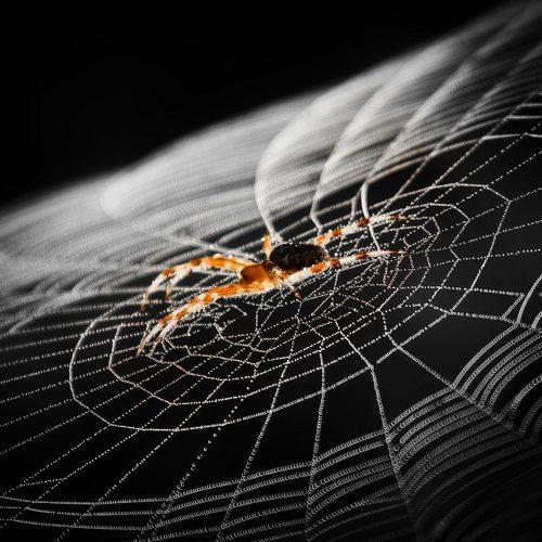 Превью фотографии фотографа Gabriel Prescornita