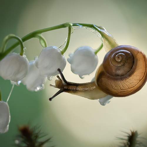 Превью фотографии фотографа Хилько Марина