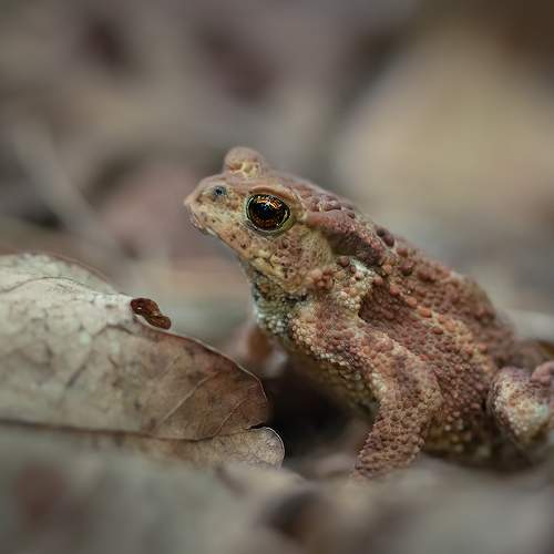 Превью фотографии фотографа Хилько Марина