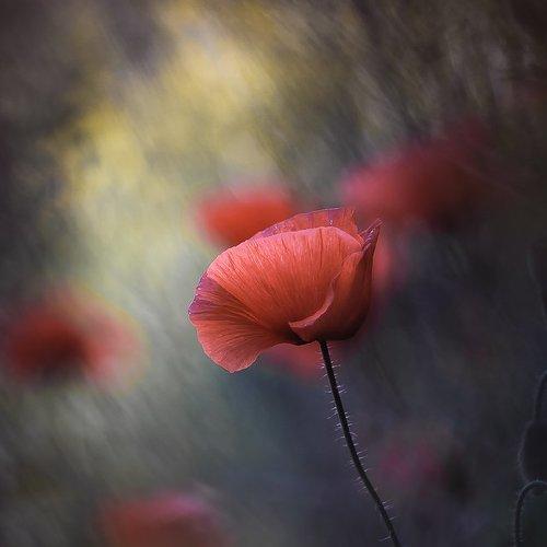 Превью фотографии фотографа Gabriel Prescornita