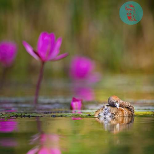 Превью фотографии фотографа Vo Rin