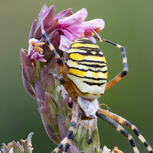 Превью фотографии фотографа Кузнецов Дмитрий