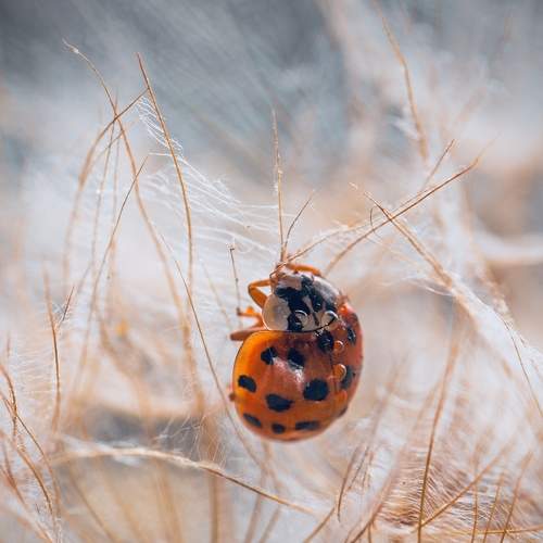 Превью фотографии фотографа Minyapol