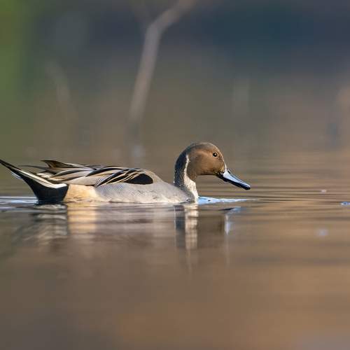 Превью фотографии фотографа Гуливанов Андрей