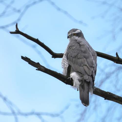 Превью фотографии фотографа Гуливанов Андрей
