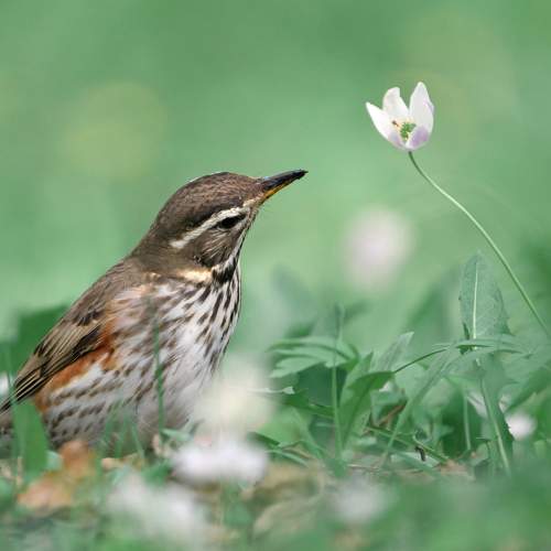 Превью фотографии фотографа Гуливанов Андрей