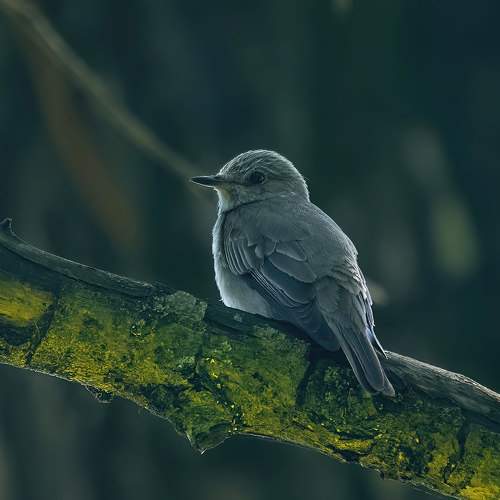 Превью фотографии фотографа Гуливанов Андрей