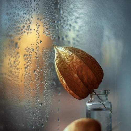 Превью фотографии фотографа Minyapol