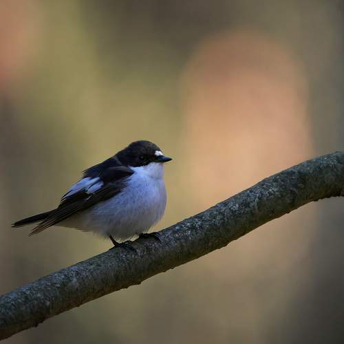 Превью фотографии фотографа Гуливанов Андрей