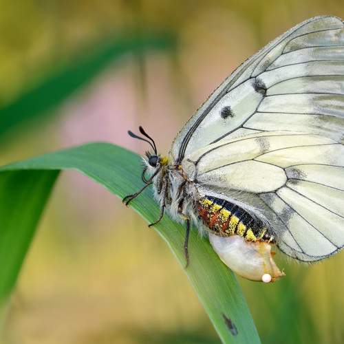 Превью фотографии фотографа Черенков Павел