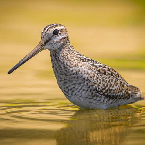 Превью фотографии фотографа Vo Rin