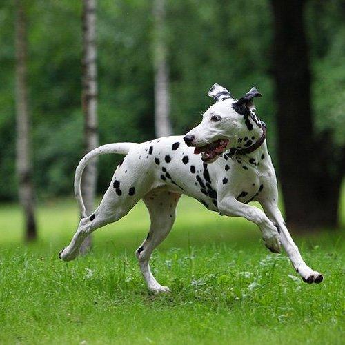 Превью фотографии фотографа KI-FA.ru