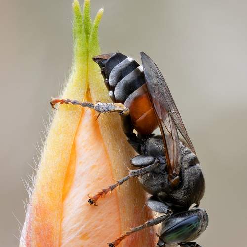 Превью фотографии фотографа Кузнецов Дмитрий