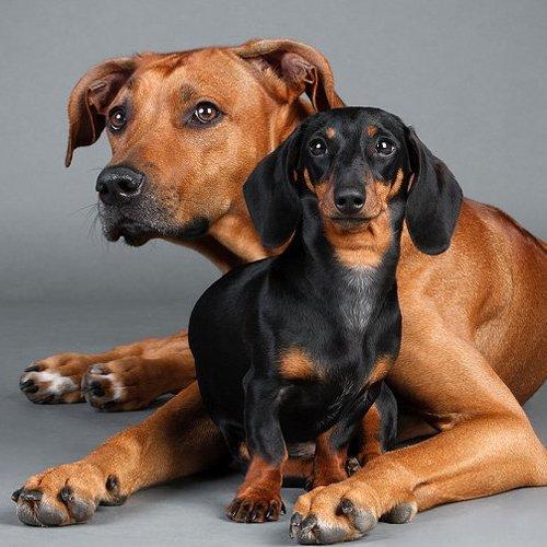 Превью фотографии фотографа KI-FA.ru